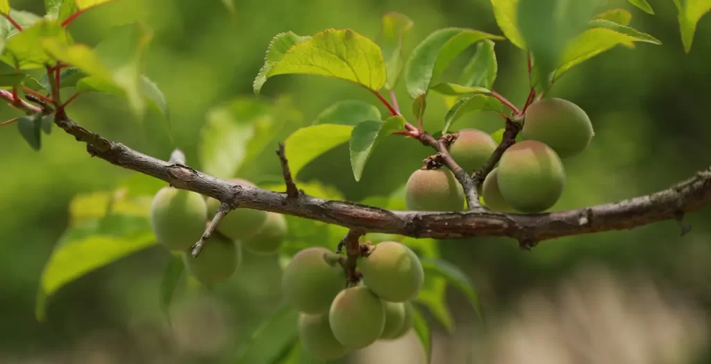 Elagage d'un Abricotier