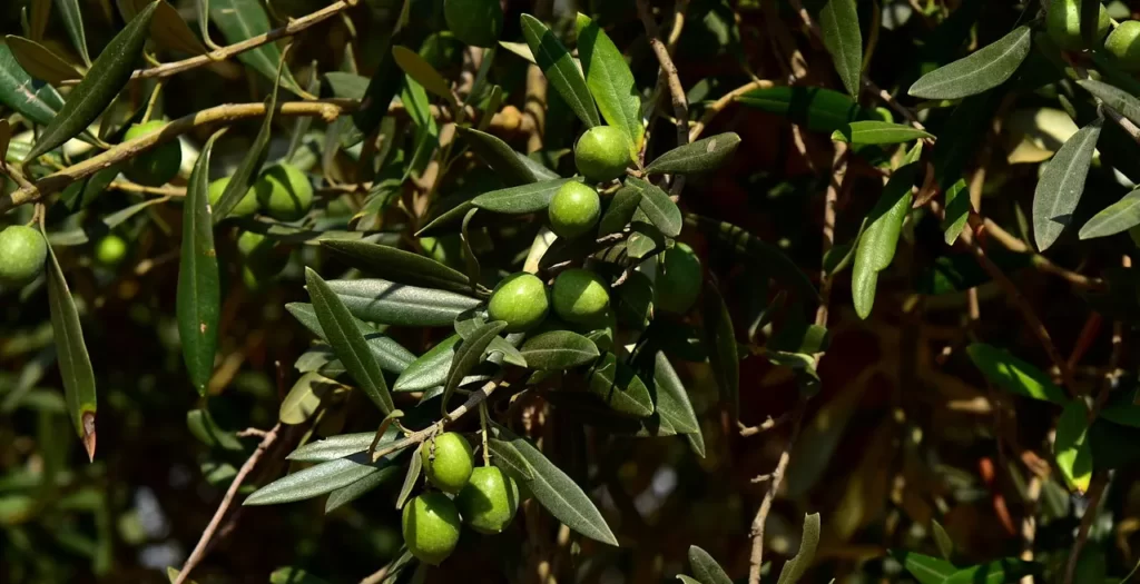 Elagage d'un olivier